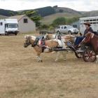 Small but fiercely determined Shetland ponies even brought a unicorn to the 30th Goldfields...