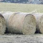 Stock feed . . . Federated Farmers are urging a co-ordinated approach to sending stock feed to...