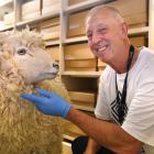 Otago Museum’s Martin Bainbridge admires taxidermy star Emma the sheep. 
PHOTO: GREGOR RICHARDSON 