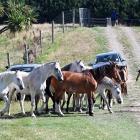 Sarah Burrows (centre) leads two coworkers in guiding horses from all around the South Island for...