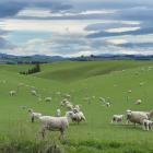 Concerns are mounting over the implications of an agricultural emissions pricing proposal for the...