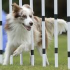 Border collie Koda Mechen does the weave with a smile during the Otago Canine Training Club...