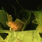 A crested weedfish. PHOTOS: GETTY IMAGES