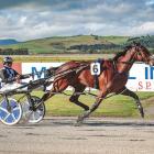 Ohoka Connor remained unbeaten with his impressive Southern Supremacy Stakes heat win at Winton...