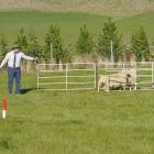 Alex Delay and his huntaway Jill prepare to pen sheep at the Black &amp; Tan Young Guns run-off...