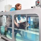 Maddy (14) undergoes hydrotherapy on an underwater treadmill to maintain mobility, helped by Aqua...