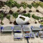 Twenty cannabis plants seized by Alexandra police, along with an estimated $50,000 of dried...