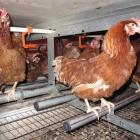 Hens in a colony system at Mainland Poultry. Photo by Mainland Poultry.