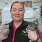 East Road Pets pet adviser Nikki Fewster holds chinchillas Willow and Gizmo. PHOTO: ODT FILES