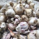 Garlic. Photo: ODT