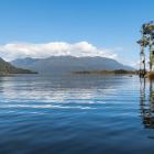 Rimu podocarp trees growing on edge of Lake Brunner. Photo: Getty Images 