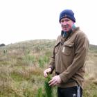 Evans Flat farmer Roger Cotton examines a young radiata pine planted last winter as part of...