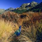 A male takahē walks through tussock and Dracophyllum subalpine scrub in his Takahe Valley...