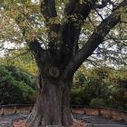 Like the Dunedin Botanic Garden, this royal oak turns 160 this year.  PHOTO: GILLIAN VINE