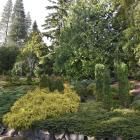 Conifers at the Dunedin Botanic Garden. PHOTO: GREGOR RICHARDSON