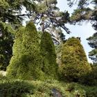 The Dunedin Botanic Garden has an excellent collection of conifers. PHOTO: GREGOR RICHARDSON
