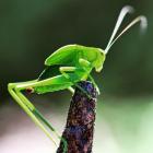 An enzyme named MCO2 gives insects huge benefits on land, but a strong disadvantage in seawater....