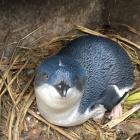 A little penguin sits on one of the 23 eggs laid in Oamaru already this season. PHOTO: SUPPLIED
