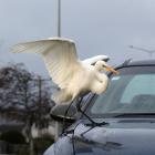 The rare white heron/kotuku was spotted this week near the Waihopai river in Invercargill. PHOTO:...