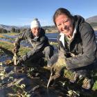 Wānaka multisporters Simone Maier and Emily Wilson plant strawberries at Red Bridge Strawberry...