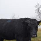 One of the more than 50 Angus bulls on offer at the sale at 
Earnscleugh Station.