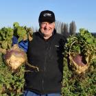 Taieri dairy farmer Philip Wilson holds swedes from a cultivated crop on his run-off in Momona,...