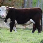 Waikaka Tower 20203 sold for the top price of $9000 at the Waikaka Herefords 49th annual bull...
