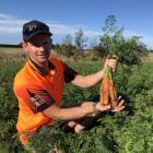 Southern Cross Produce field manager Jesse Malcolm inspects an organic carrot crop near Woodlands...