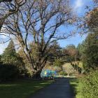 The Royal Oak, in the Dunedin Botanic Garden, was planted a month after The Evening Star was...