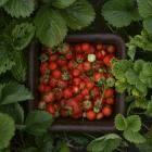 Consumers are being urged to throw out strawberries purchased over the past week in Queensland,...