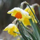 The New Zealand Cancer Society uses the daffodil as its symbol, representing rebirth, hope and...
