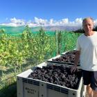 Quartz Reef Winery winemaker Rudi Bauer checks the grapes on the first harvest day this year....