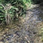 One of the waterways revealed as an important lower Clutha River catchment trout spawning ground,...