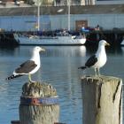 Black-backed gulls sit on piles in the Steamer Basin. PHOTO: STEPHEN JAQUIERY