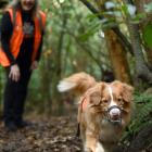 Holly and her owner Debbie Bishop look for native frogs after recently being certified as New...