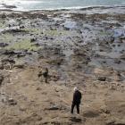 A visitor inspects the site of Curio Bay’s petrified forest in the Catlins. Photo: Getty Images