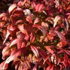 Nandina’s red-tinged foliage adds a spot of colour in the winter garden.  