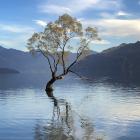 The Wānaka Tree. PHOTO: ODT FILES