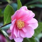 Camellia "Show Girl". PHOTO: PETER MCINTOSH