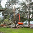 Invercargill City Council parks staff remove a gum tree which was blown over 
...