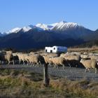 A campervan stops for sheep on the road to Milford Sound. PHOTO: STEPHEN JAQUIERY