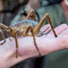 A female wētāpunga, or giant wētā, during a previous release in the Bay of Islands. Photo:...