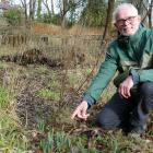 Weatherstons Brewery and Daffodils Trust trustee Quentin Currall inspects hopeful new growth at...