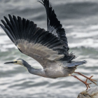 John Vasta’s image ‘‘What’s the Hurry’’, the winner in the ‘‘nature / wildlife’’ category in the...
