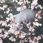 A kererū makes the most of the warm sunny weather in a spring blossom at Willowbank, North...