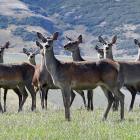 Farmgate prices are holding up better for venison than for most other forms of protein. PHOTO:...