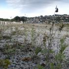 Weeds grow where champions once raced at Forbury Park in Dunedin. PHOTO: GERARD O’BRIEN