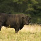 A 900kg bull, not pictured, attacked a 66-year-old man who died from multiple traumatic injuries....