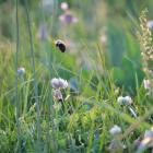 Leaving the lawn to grow not only benefits biodiversity but reduces carbon emissions. PHOTO:...