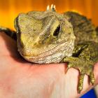 Merri the tuatara is recovering from major surgery on a mass under his jaw. PHOTO: DUNEDIN...